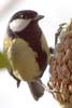 Great Tit