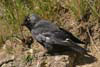 Jackdaw
