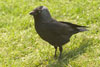Jackdaw