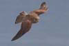 Kestrel