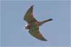 Kestrel