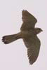 Kestrel