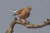 Linnet