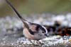 Longtailed Tit