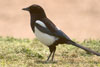 Magpie