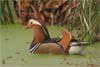 Mandarin duck