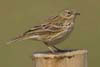Meadow Pipit