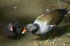 Moorhen and chick