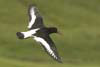 Oystercatcher