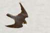 Peregrine