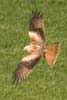 Red Kite