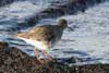 Redshank