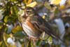 Redwing