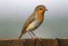 Robin