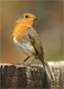Robin