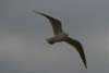 Seagull