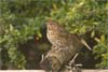Thrush