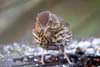 Thrush