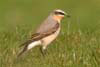 Wheatear