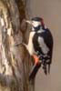 Bird thumbnails