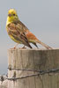 Yellowhammer