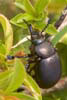Bloody Nosed Beetle