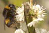 Bumble Bee