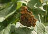 Butterfly Comma