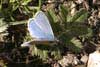 Butterfly Common Blue
