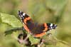 Butterfly Red Admiral