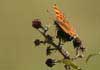 Butterfly Comma