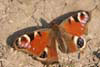 Butterfly Peacock