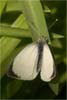 Butterfly Small White