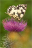 Butterfly Marbled White