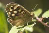 Butterfly Speckled Wood