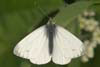 Butterfly Green-veined White