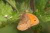 Butterfly Meadow Brown