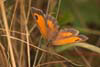 Butterfly Gatekeeper
