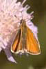 Butterfly Small Skipper