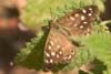 Butterfly Speckled Wood