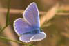 Butterfly Common Blue