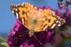 Butterfly Painted Lady
