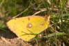 Butterfly Clouded Yellow