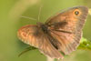 Butterfly Meadow Brown