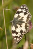 Butterfly Marbled White