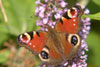 Butterfly Peacock