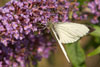 Butterfly Large White