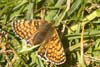Butterfly Glanville Fritillary
