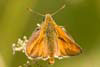 Butterfly Large Skipper