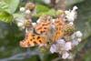 Butterfly Comma